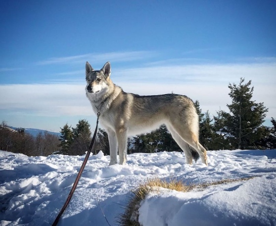 cane lupo cecoslovacco 2